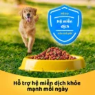 Thức ăn hạt khô cho chó lớn PEDIGREE vị bò và rau củ