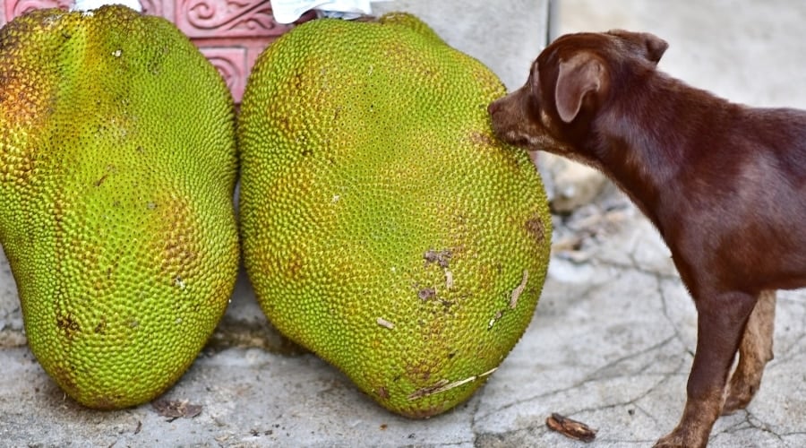 cho an mit duoc khong